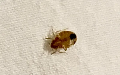 Bed Bug Control Walker, LA.