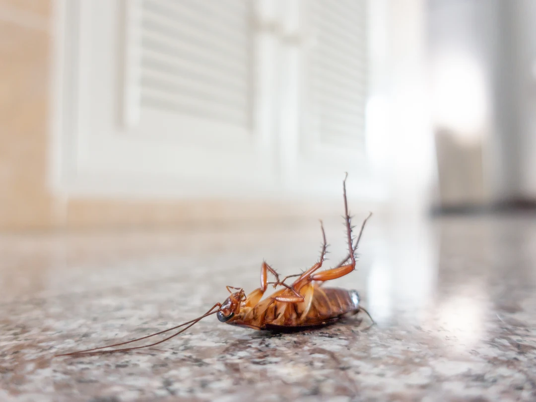 cockroach control services in denham springs la