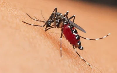 Mosquito Control in Denham Springs, LA.