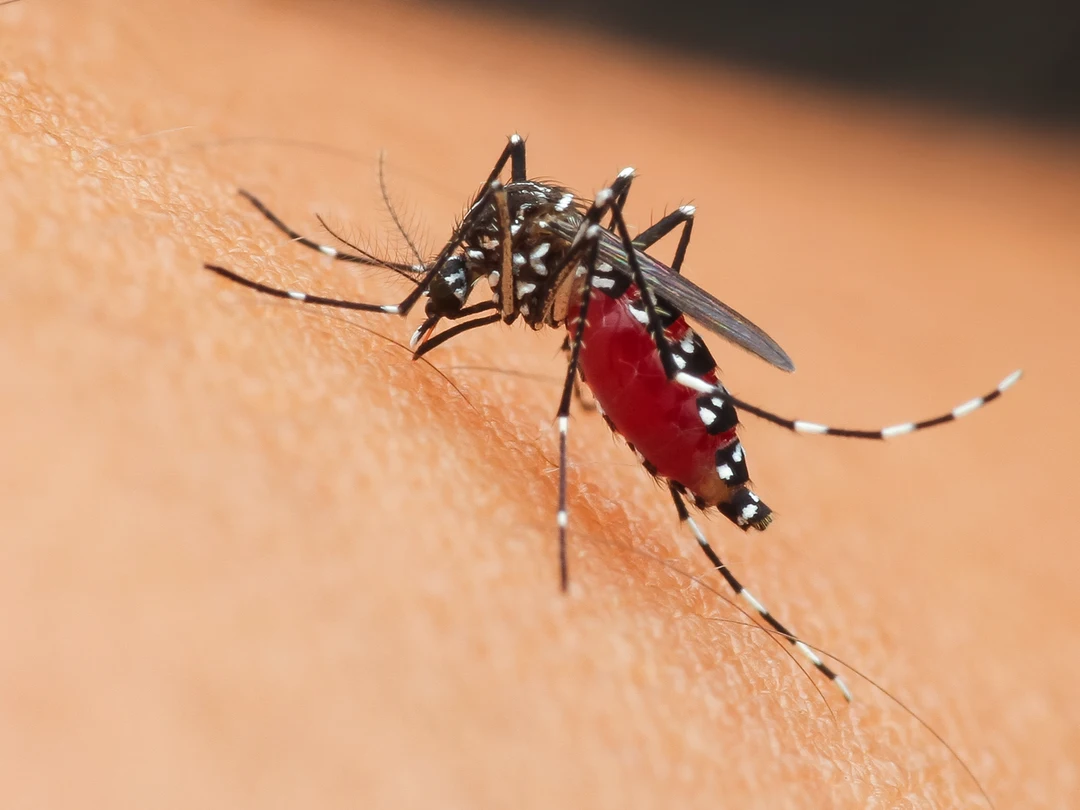 mosquito control services in denham springs la
