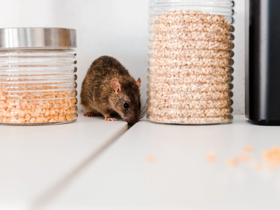 mouse rodent services in denham springs la