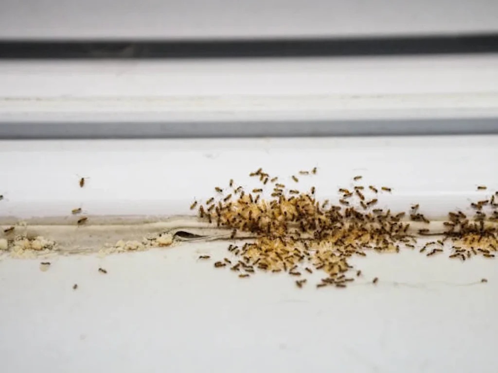 pest control imspection found termites