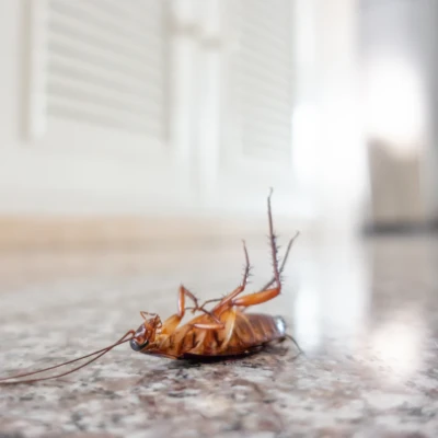 square cockroach control services in denham springs la
