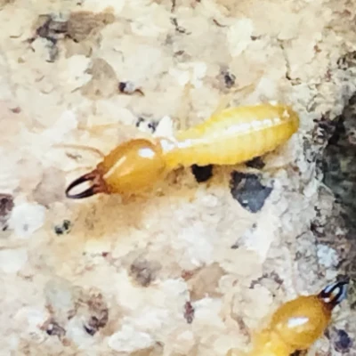 square termite control in house in denham springs la