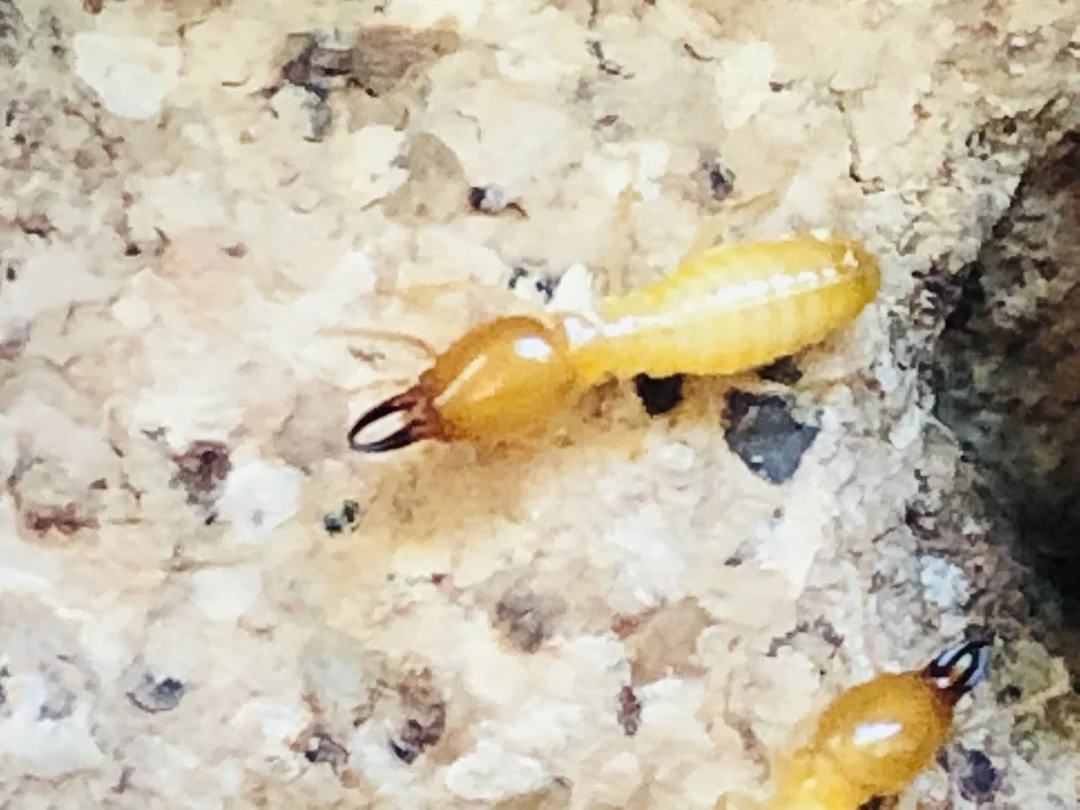 termite control in house in denham springs la