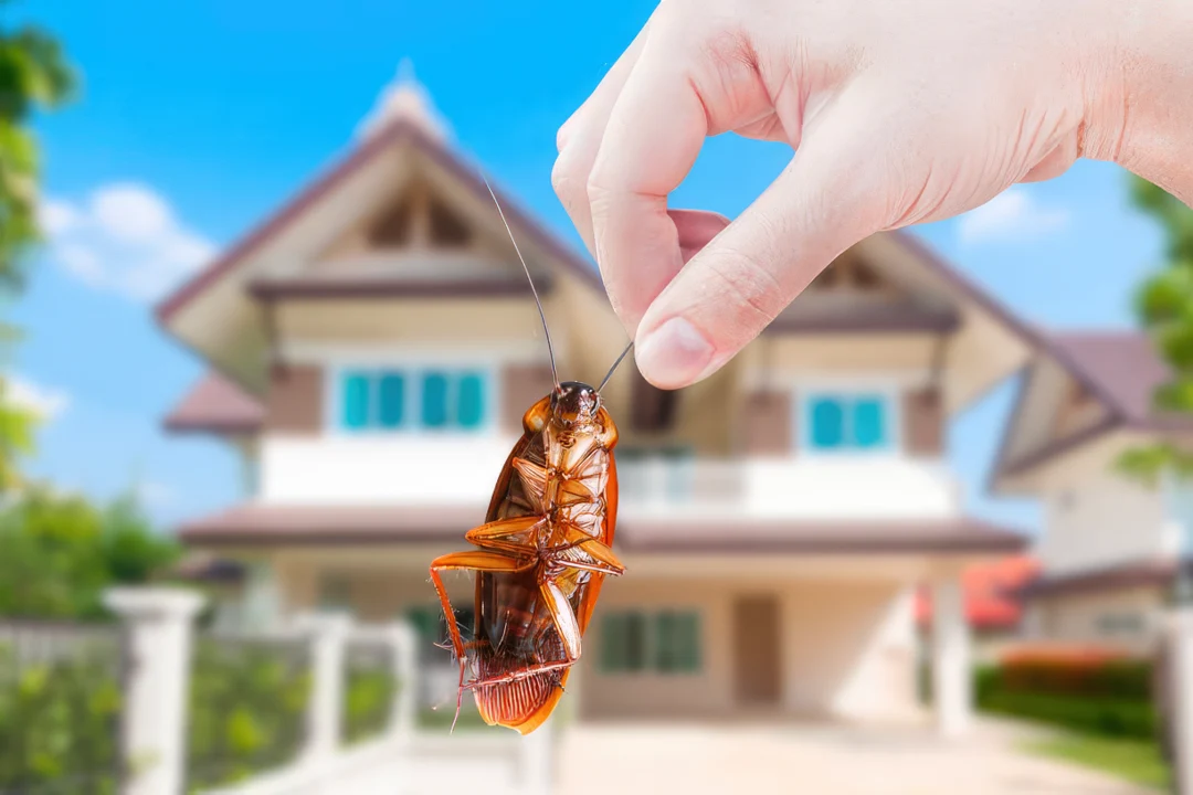 close up of human hand holding dead cockroach in front of a residential home highlighting the need for effective roach control services in brandon ms