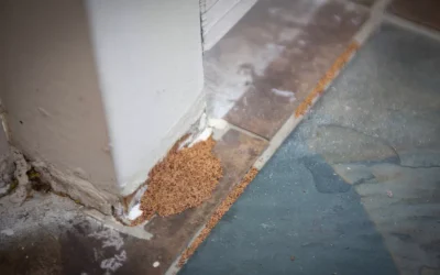 5 Signs You Need Professional Termite Control: Expert Insights from Pro-Tec