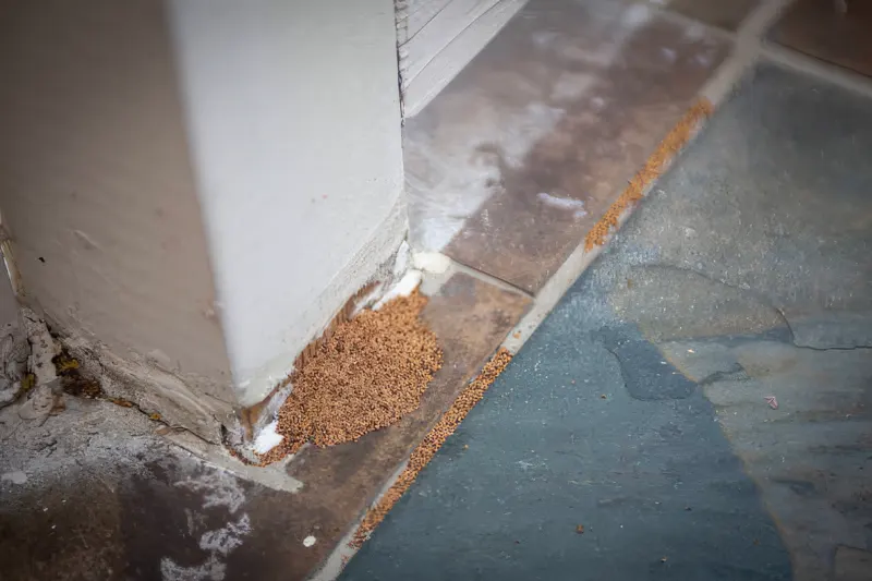 termites piled up at front door