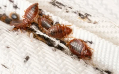 Winning the War Against Bed Bugs: Tips from Your Pro-Tec Pest Management Experts
