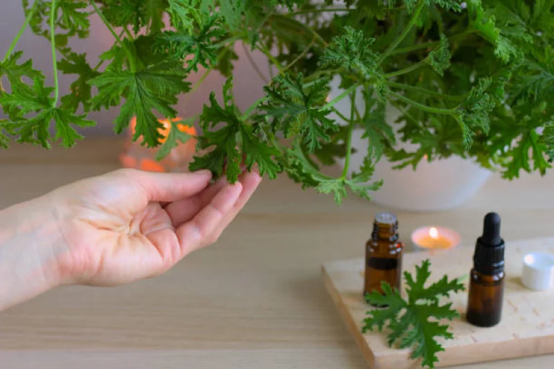 citronella plant used to repel mosquitos