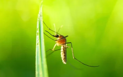 Fascinating and Lesser-Known Facts About Mosquitoes