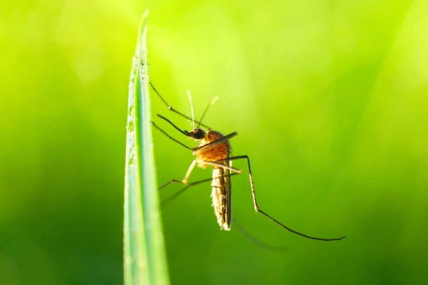 Fascinating and Lesser-Known Facts About Mosquitoes