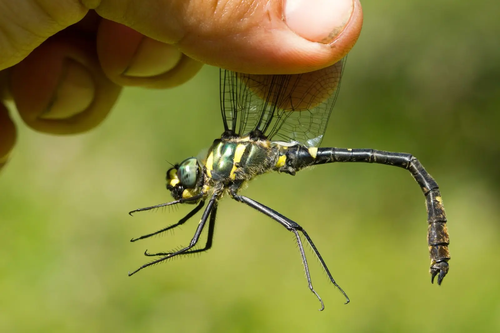 person holding mosquito by wings