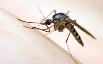 5 Essential Tips for a Mosquito-Free Home in Brandon, MS