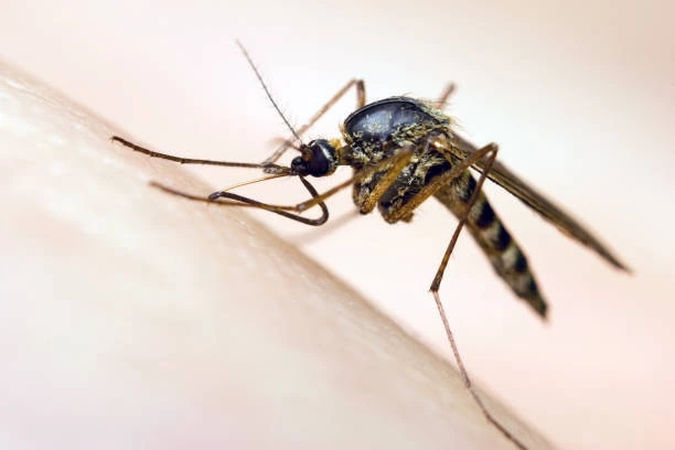 5 Essential Tips for a Mosquito-Free Home in Brandon, MS