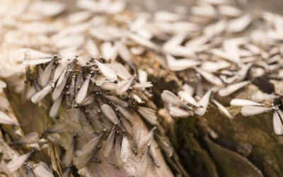 Termite Swarming Season is Here – Protect Your Home & Business!