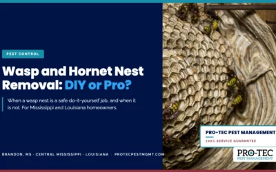 Wasp and Hornet Nest Removal: When to DIY and When to Call a Pro