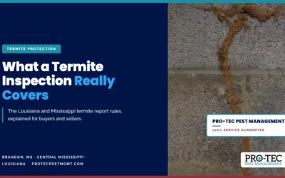 What Does a Termite Inspection Cover? A Guide for MS and LA